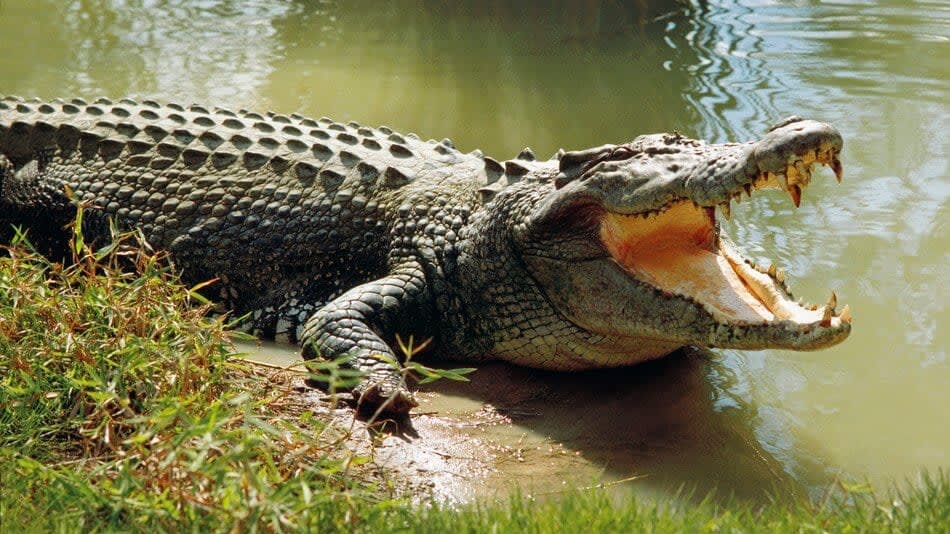 Crocodile Park - Dandeli Wildlife Attraction Crocodile park near Dandeli Wildlife Sanctuary showcasing marsh crocodiles
