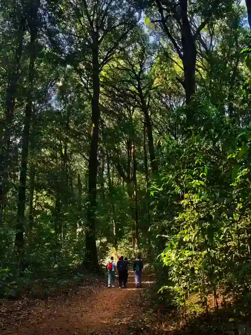 Group of trekkers on guided jungle trek through Dandeli forest with tall trees overhead
