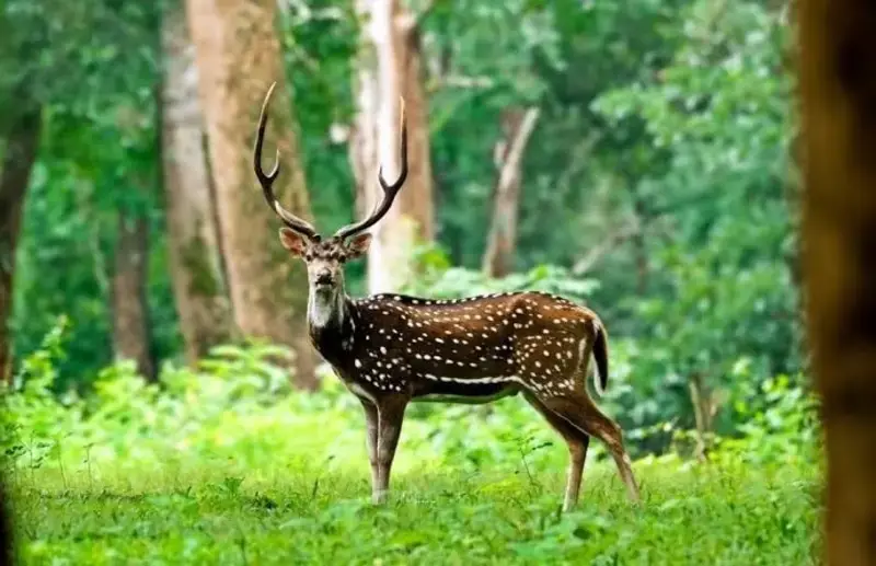 Family spotting deer during jungle safari in Dandeli Wildlife Sanctuary