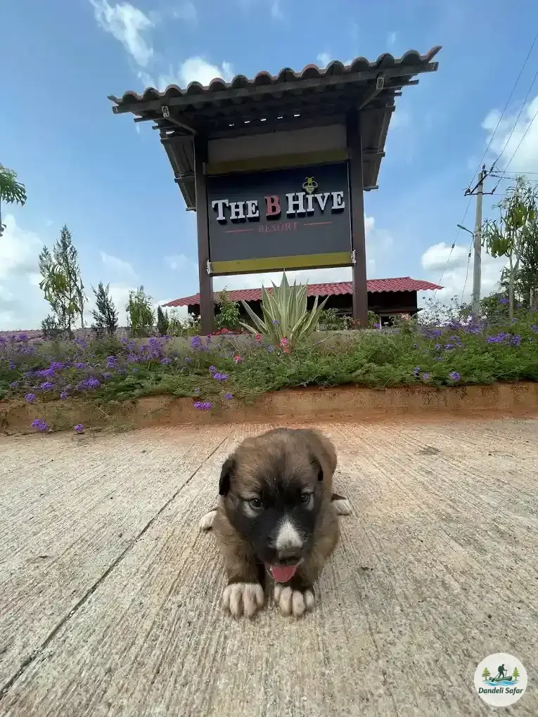 Room balcony illuminated at night at B Hive eco resort near Dandeli